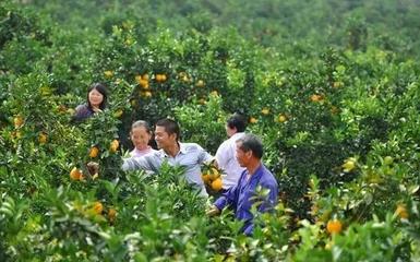 橙香滿山，富澤一方——贛南臍橙如何托起一個(gè)村莊的致富夢